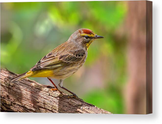 Palm Warbler Canvas Print featuring the photograph Palm Warbler by Jian Xu