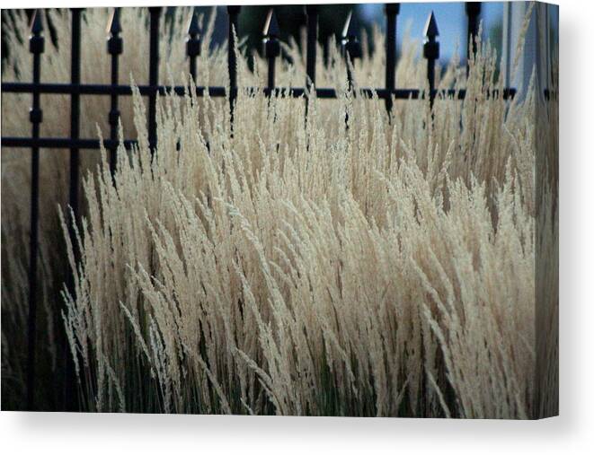 Pampas Grass Canvas Print featuring the photograph Pampas Grass and Iron by Colleen Cornelius