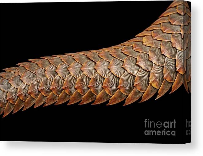 Studio Shot Canvas Print featuring the photograph Pangolin Tail by Natural History Museum, London/science Photo Library
