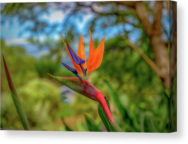 Hawaii Canvas Print featuring the photograph Paradise Red Bird by G Lamar Yancy