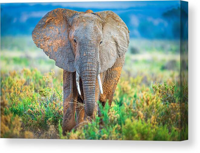 Elephant Canvas Print featuring the photograph Pastel Elephant by Jeffrey C. Sink