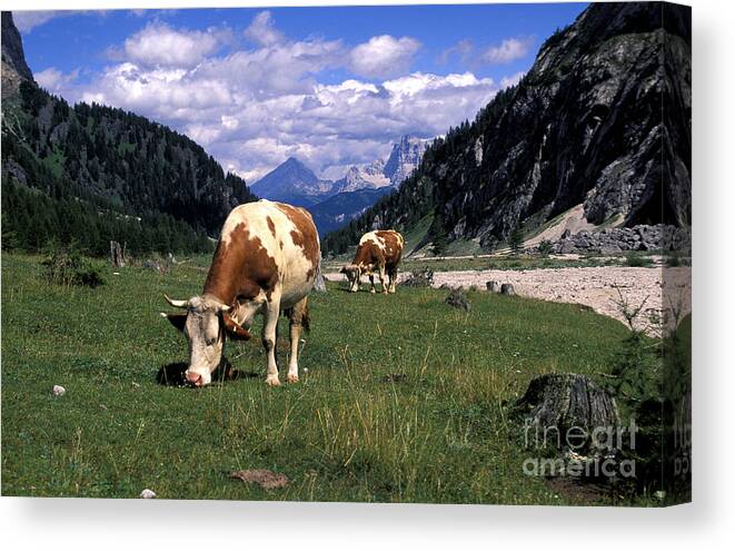 Animal Canvas Print featuring the photograph Pasture, Marmolada, Veneto And Trentino Alto-adige, Italy by 