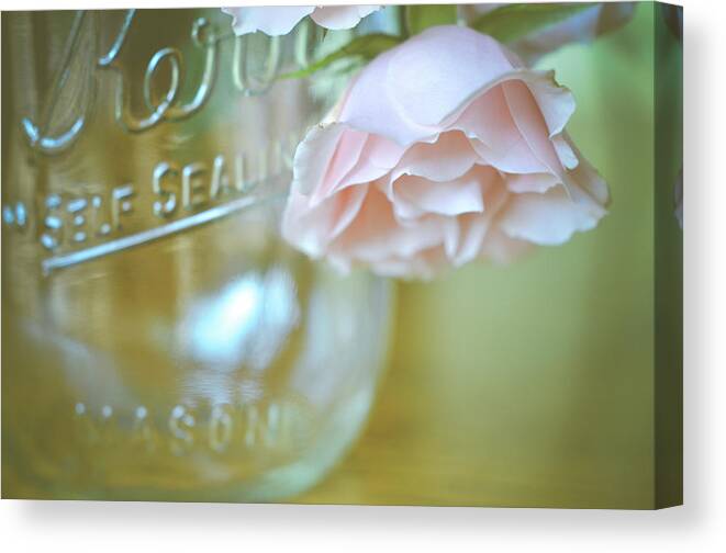 Pink Rose Canvas Print featuring the photograph Peaceful Morning by Michelle Wermuth