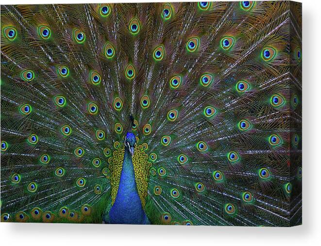 Animal Themes Canvas Print featuring the photograph Peacock by Char