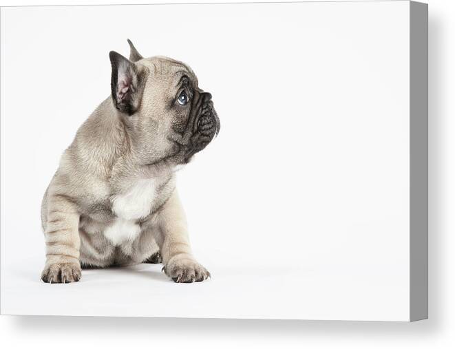 Pets Canvas Print featuring the photograph Pedigree French Bulldog Puppy Listening by Andrew Bret Wallis