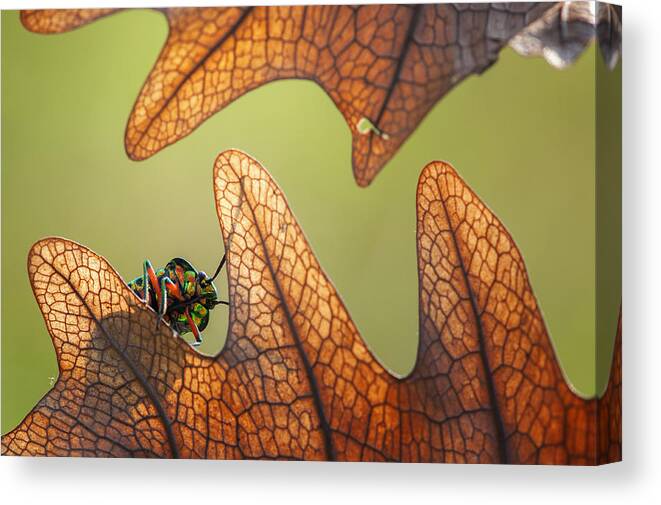 Insect Canvas Print featuring the photograph Peek by Edy Pamungkas
