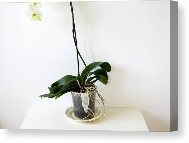 Fragility Canvas Print featuring the photograph Peeking Orchid by Mary Gaudin