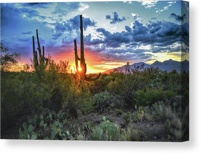 Saguaro Cactus Canvas Print featuring the photograph Tucson, Arizona Saguaro Sunset by Chance Kafka