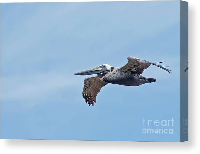 Pelican Canvas Print featuring the photograph Pelican over Pelican Island Florida by Natural Focal Point Photography