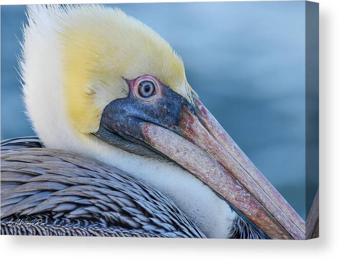 Pelican Canvas Print featuring the photograph Pelican Profile by Christopher Rice