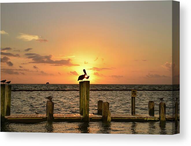  Canvas Print featuring the photograph Pelican Sunrise by Christopher Rice