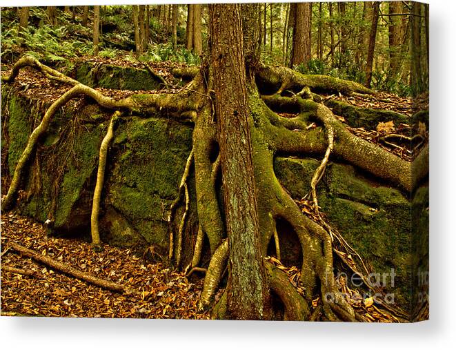 Trees Canvas Print featuring the photograph Pennsylvania Tree Squid by Adam Jewell