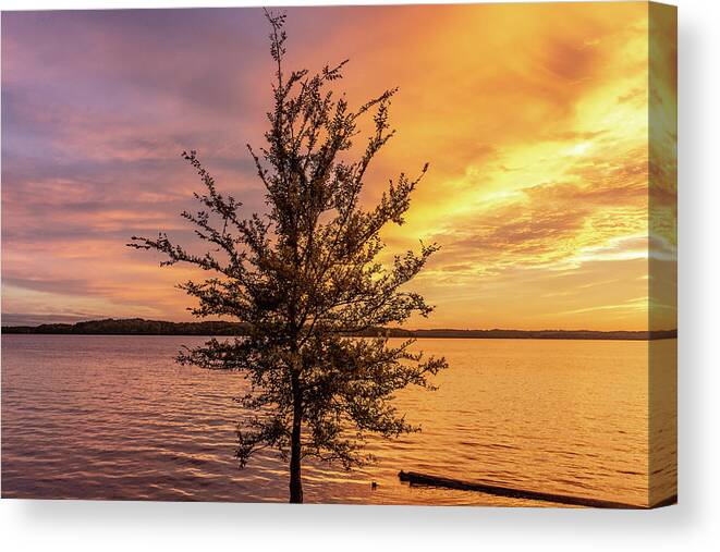 Percy Priest Lake Canvas Print featuring the photograph Percy Priest Lake Sunset Young Tree by D K Wall