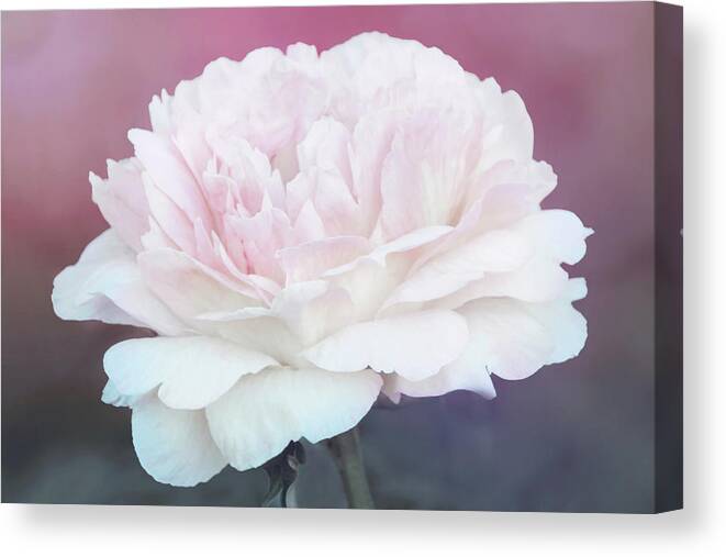Peonies Canvas Print featuring the photograph Perfect Peony by Leda Robertson
