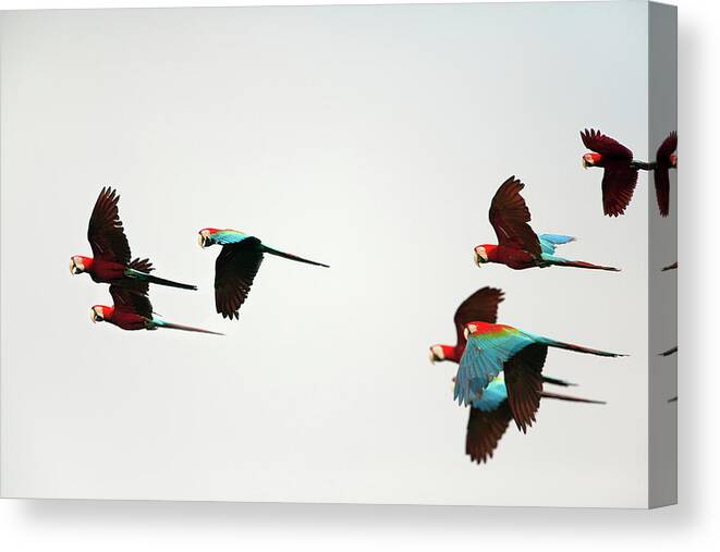 Unesco Canvas Print featuring the photograph Peru, Red And Green Macaws Flying by Frans Lemmens