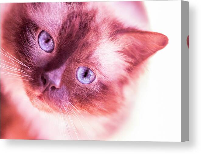 Pets In Coral Hue 03 Canvas Print featuring the photograph Pets In Coral Hue 03 by Eva Bane