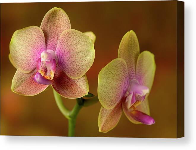 Two Objects Canvas Print featuring the photograph Phalaenopsis Sara Lee X Phalaenopsis by C Squared Studios