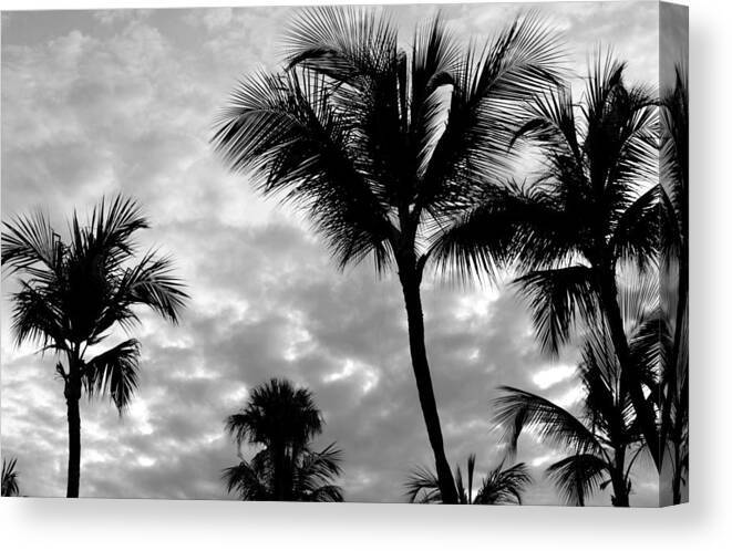 Palm Tree Canvas Print featuring the photograph Photo 53 Palm Trees by Lucie Dumas