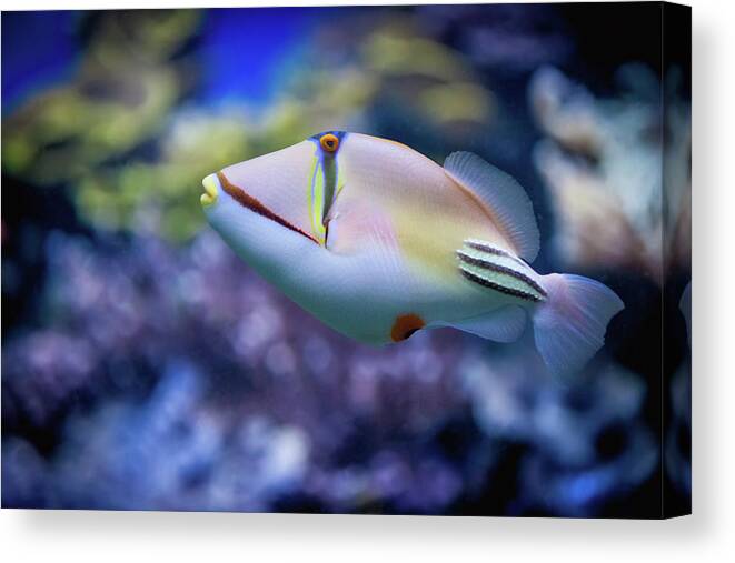 Underwater Canvas Print featuring the photograph Picasso Triggerfish by Reynold Mainse / Design Pics