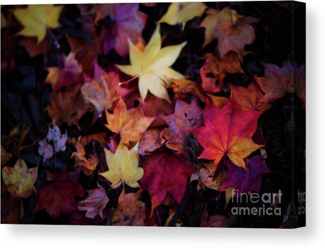 Botanical Canvas Print featuring the photograph Pick a Color by Venetta Archer