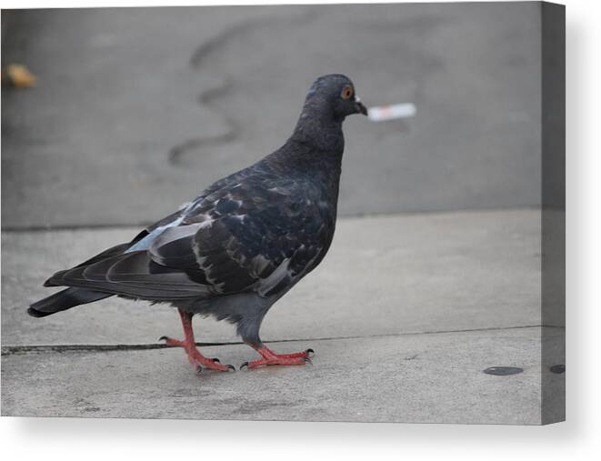 Bird Canvas Print featuring the photograph Pigeon in London by Laura Smith