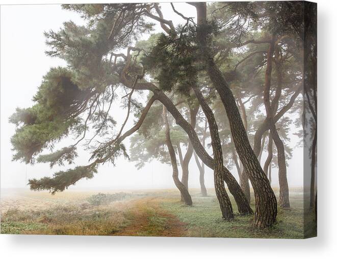 Trees Canvas Print featuring the photograph Pine Grove In Fog-2 by Ryu Shin-woo