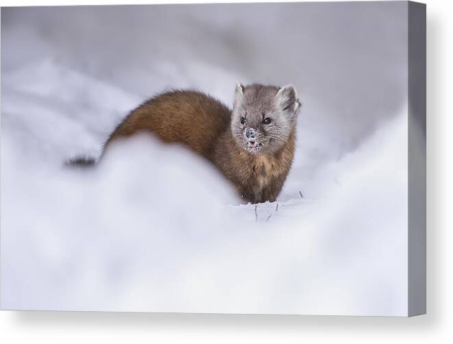 Wild
Wildlife Canvas Print featuring the photograph Pine Marten by Larry Deng