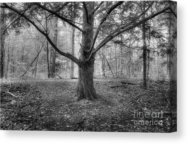 Pine Tree Canvas Print featuring the photograph Pine Tree by Mike Eingle