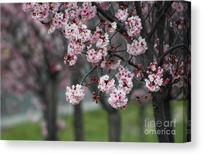 Misty Canvas Print featuring the photograph Pink Blossoms in Foreground at Reagan Library 2 by Colleen Cornelius