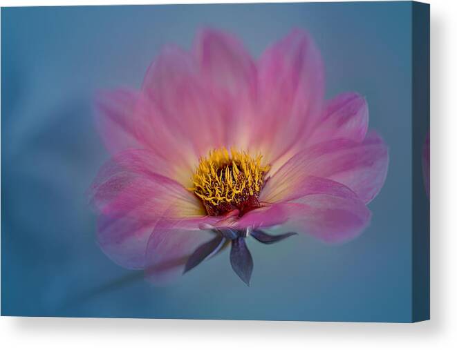 Pink Canvas Print featuring the photograph Pink Dahlia by Lydia Jacobs