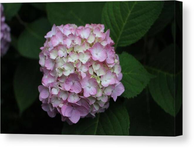 Pink Canvas Print featuring the photograph Pink Hydrangea by Christopher Lotito