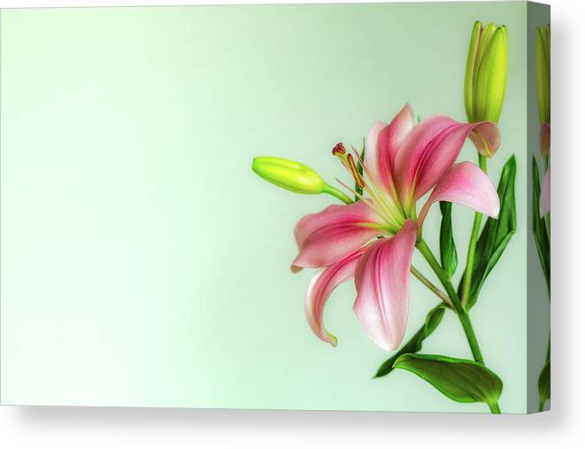 Floral Canvas Print featuring the photograph Pink Lily by Jade Moon