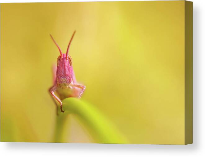Pink Grasshopper Canvas Print featuring the photograph Pink Nymph by Roeselien Raimond