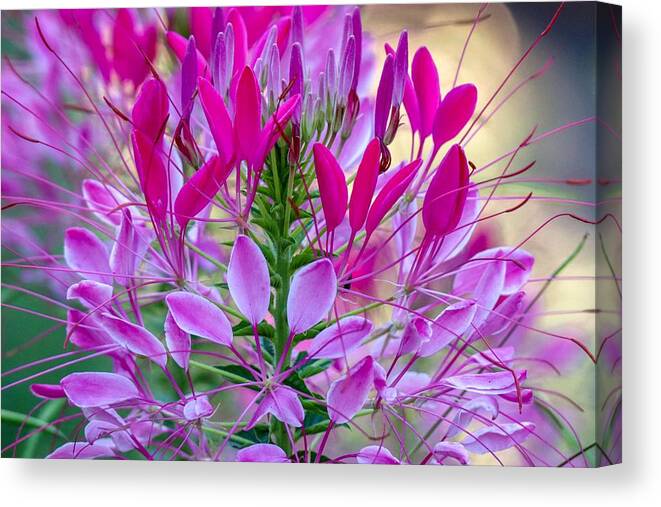 Floral Canvas Print featuring the photograph Pink Queen Flower by Susan Rydberg