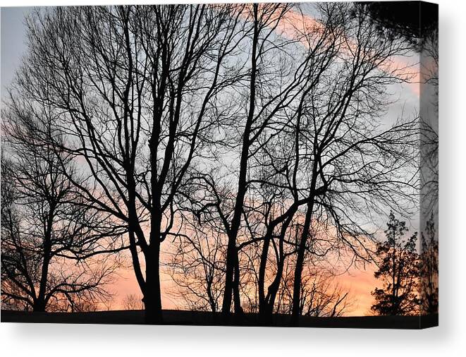 Trees Canvas Print featuring the photograph Pink Sky by Cassidy Marshall