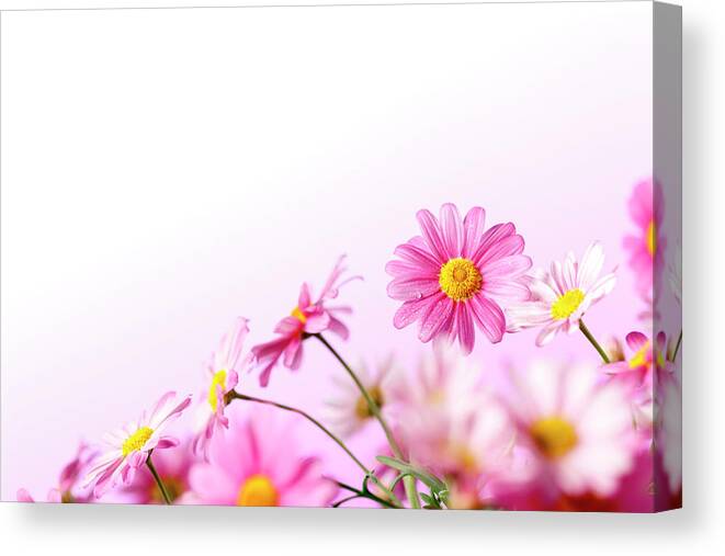 Easter Canvas Print featuring the photograph Pink Summer Daisy Flowers by Thomasvogel