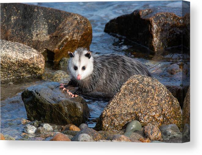 Opossum Canvas Print featuring the photograph Pink Toes by Linda Bonaccorsi