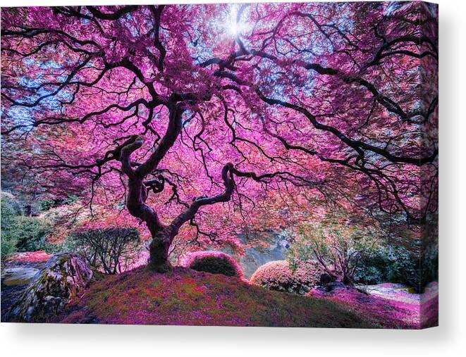 Pink Tree 2 Canvas Print featuring the photograph Pink Tree 2 by Moises Levy