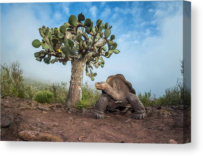 Animals Canvas Print featuring the photograph Pinzon Island Tortoise And Opuntia by Tui De Roy