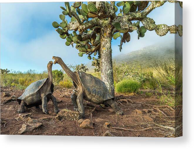 Animal Canvas Print featuring the photograph Pinzon Island Tortoises Fighting by Tui De Roy