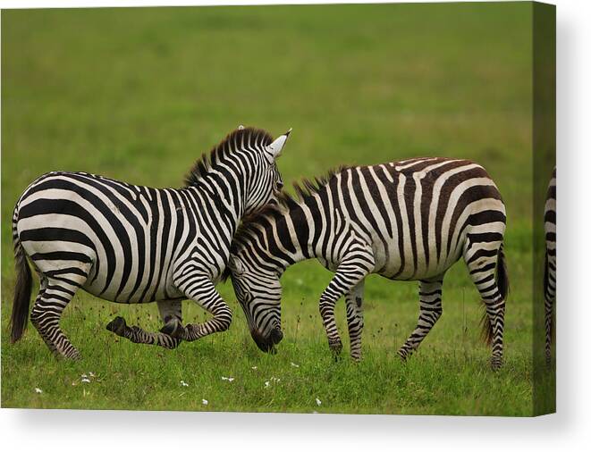 Plains Zebra Canvas Print featuring the photograph Plains Zebras Fighting, Ngorongoro by Mint Images - Art Wolfe