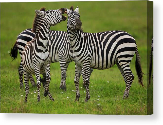 Plains Zebra Canvas Print featuring the photograph Plains Zebras, Ngorongoro Conservation by Mint Images - Art Wolfe