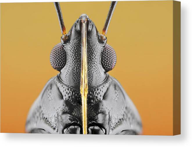 Nikon Canvas Print featuring the photograph Plant Bug (fulvius Imbecilis) by Donald Jusa