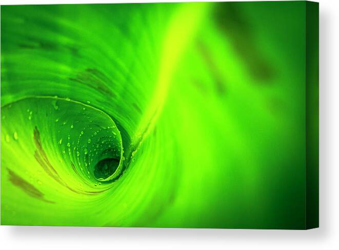 2019-08-16 Canvas Print featuring the photograph Plant Spiral by Phil And Karen Rispin