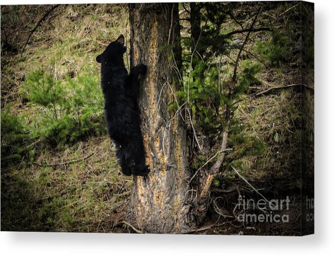 #cubs Canvas Print featuring the photograph Playful Cub by George Kenhan