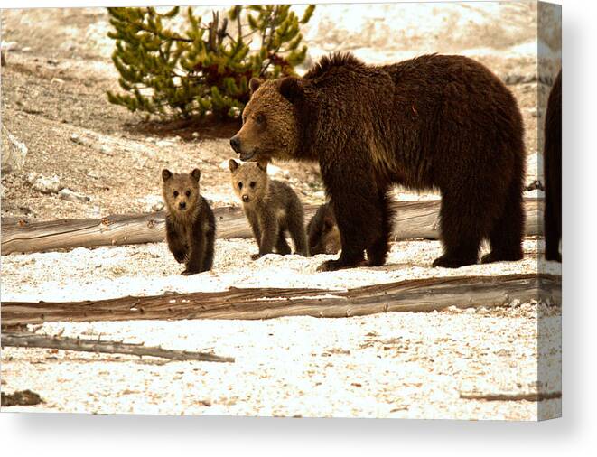 Grizly Bear Canvas Print featuring the photograph Playful Grizzly Bear Family At Roaring Mountain by Adam Jewell