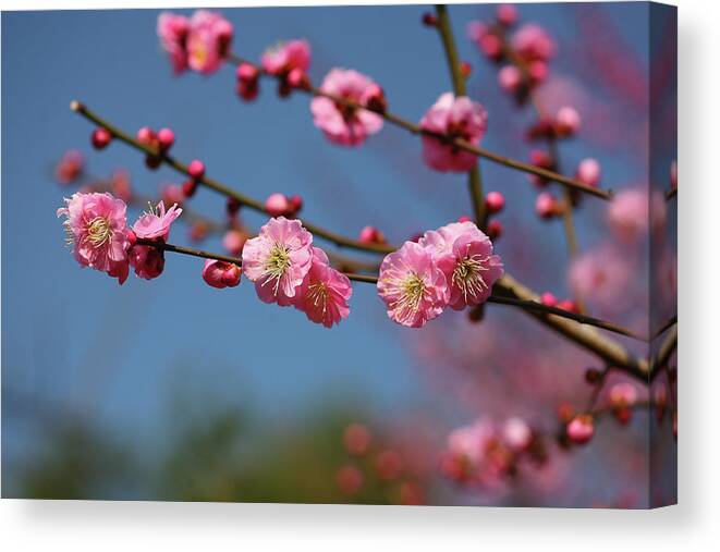 Plum Canvas Print featuring the photograph Plum Blossom by Masahiro Nakano/a.collectionrf