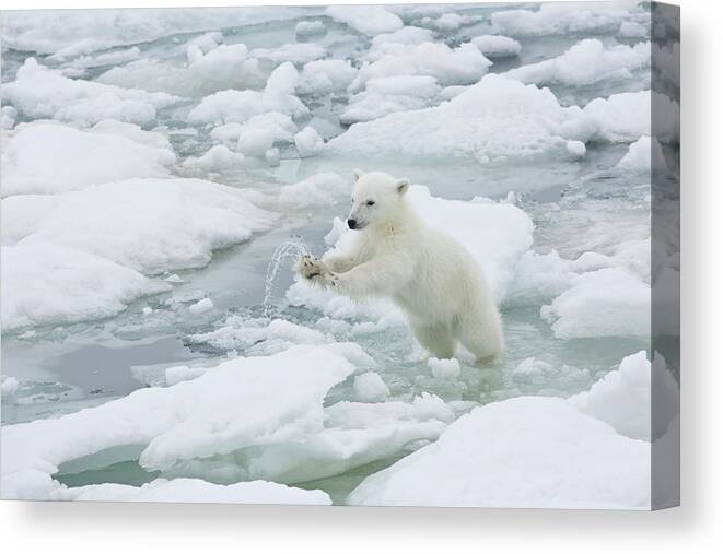 Vitality Canvas Print featuring the photograph Polar Bear Cub Jumping From Ice Flow To by Darrell Gulin