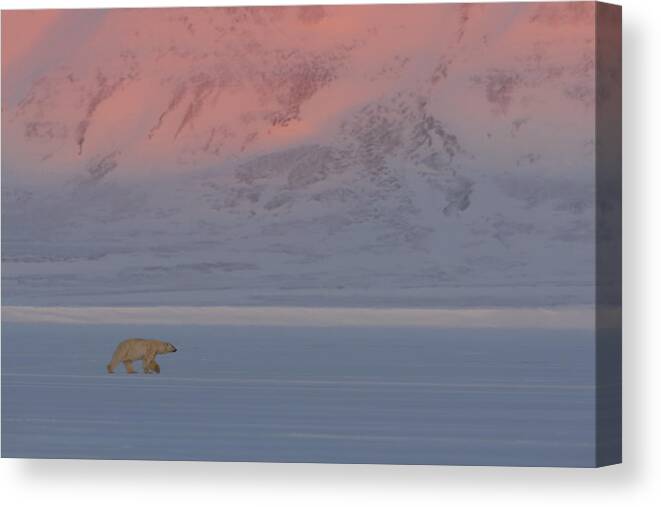 Polar Bear Canvas Print featuring the photograph Polar Bear by Roberto Marchegiani
