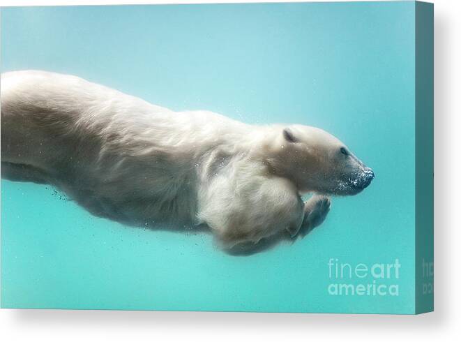 Underwater Canvas Print featuring the photograph Polar Bear Swimming Underwater by Sergei Gladyshev